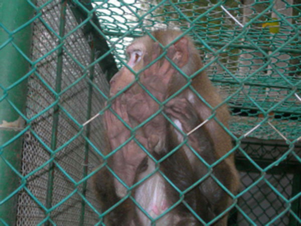 上海動物園防護柵欄